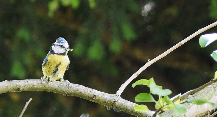 BlueTit%20(2)
