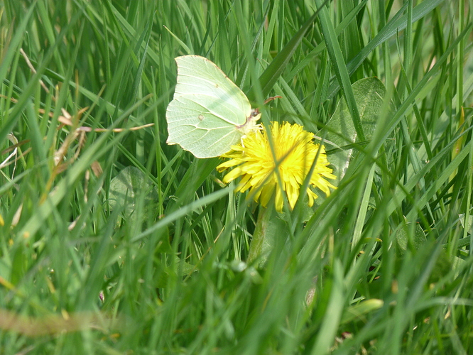 Male%20Brimstone%20at%20SNL%20(2)