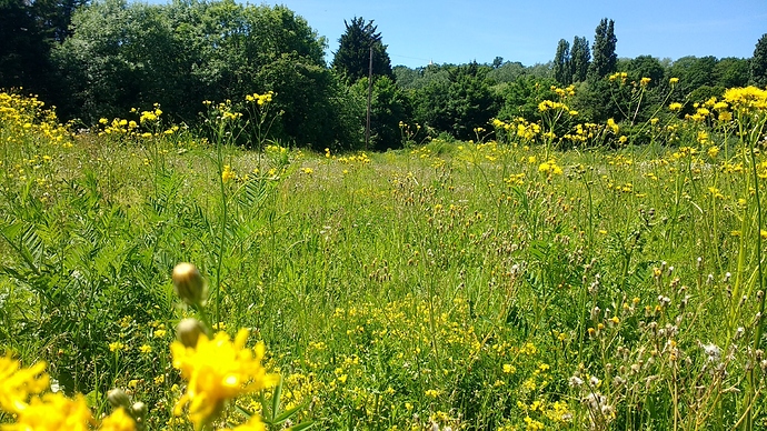 IMG_20170603_130939664