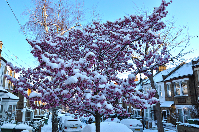 blossom in the snow.jpg