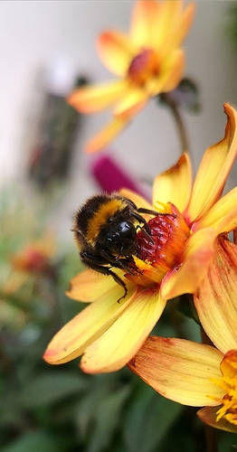 inbound8492902801997853877