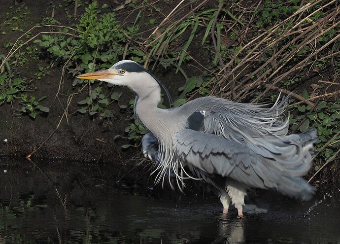 40190846663_b58052f30d_c