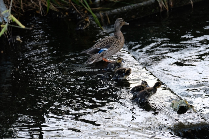 Optimized-DSCF1212 (1)