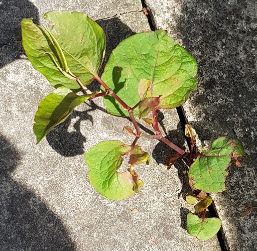 Knotweed
