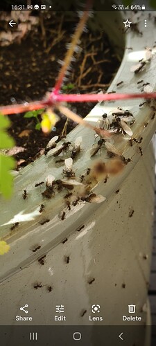 Screenshot_20210804-163158_Photos