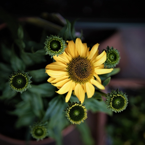 50105013787_6c9ffe2d78_6k