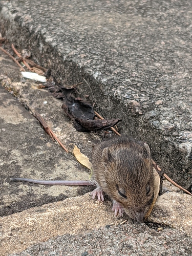 inbound1319615736204130999