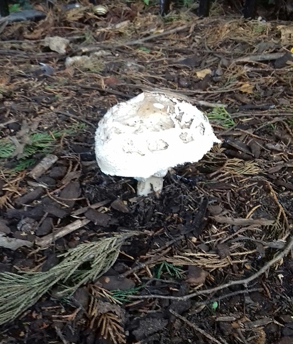 Fungus
