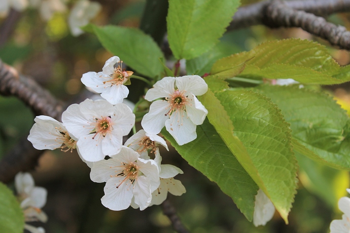 2020 Lockdown Cherry Blossom