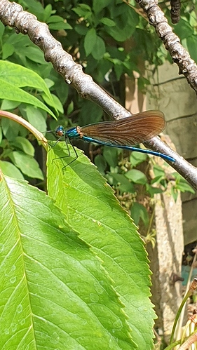 Damsel Fly