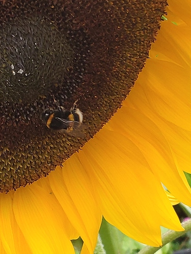 IMG_20200804_125037_BURST1