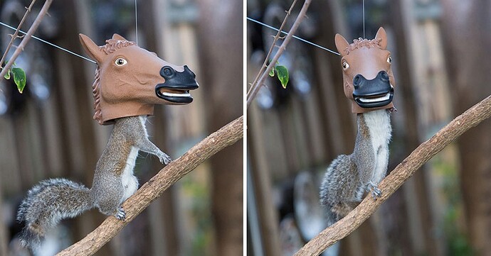 horse-squirrel-feeder