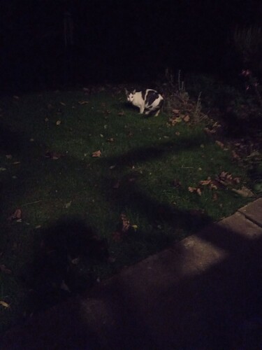 124150282_421393385922009_5125281191600149552_n