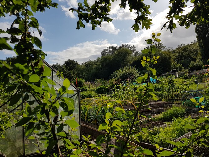 Honor Oak Allottments