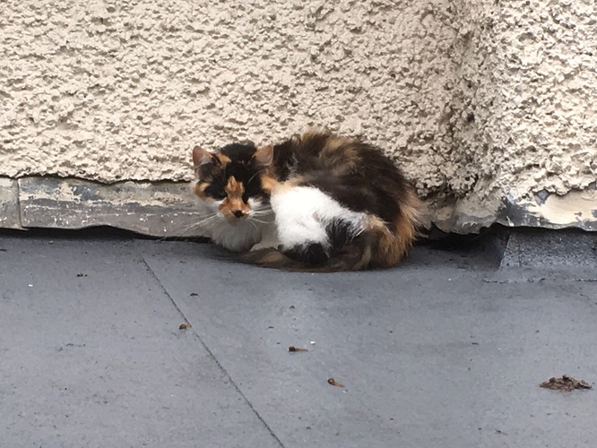 thumbnail_IMG_2298 (2)