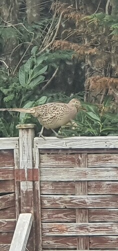 20220328_151221_resized_20220329-143918