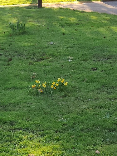 IMG_20210305_073337_1