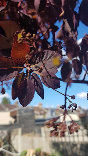 15894420948335302662632593437527