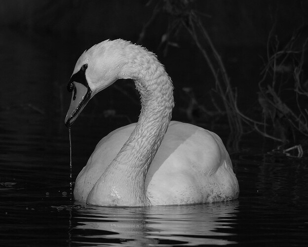 46606888681_a6ca77815b_c