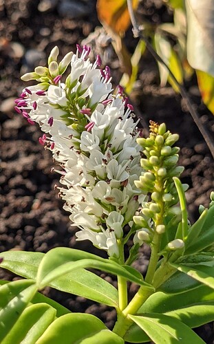 PXL_20211116_121801357