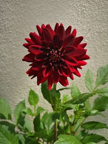 inbound6330681640232140222