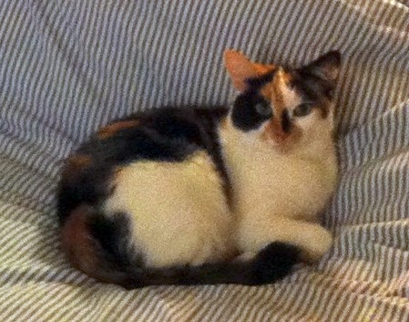 c987045e85319883a48f21d73d1a61ac5ce994c1