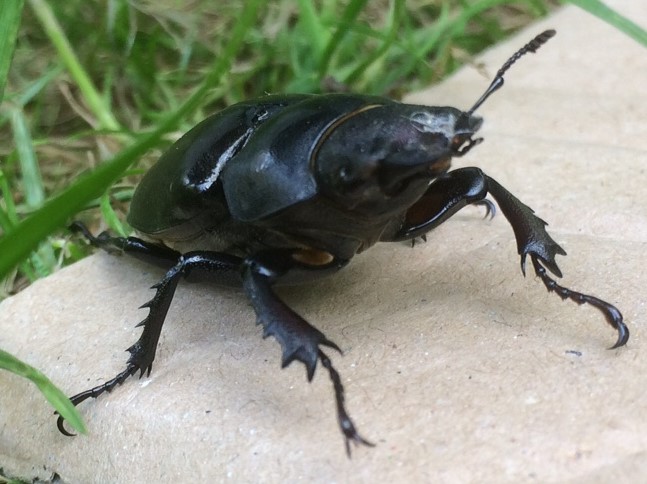 stag%20beetle%202018%20(2)